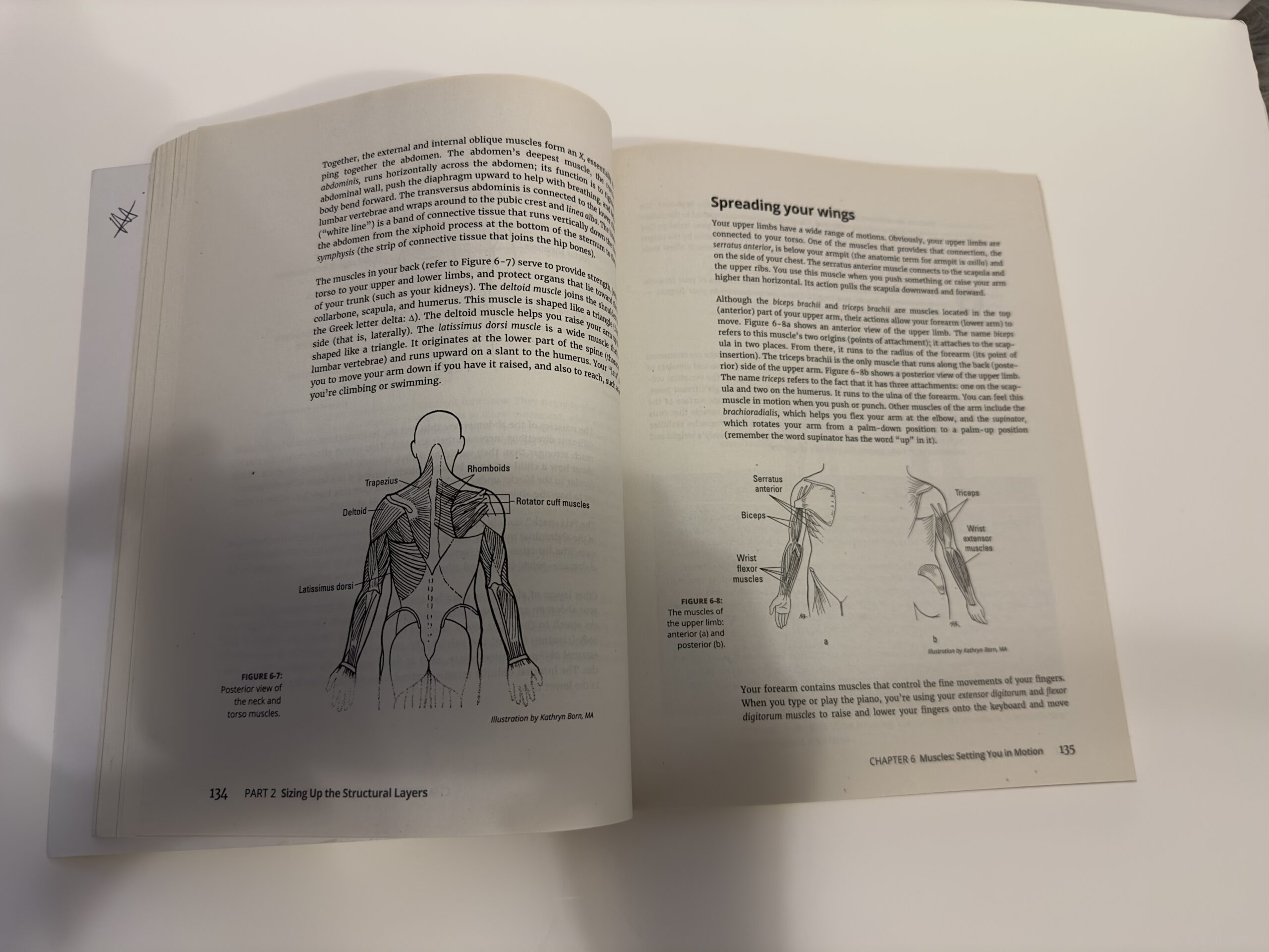 Anatomy & Physiology For Dummies (3rd Edition) - Image 2