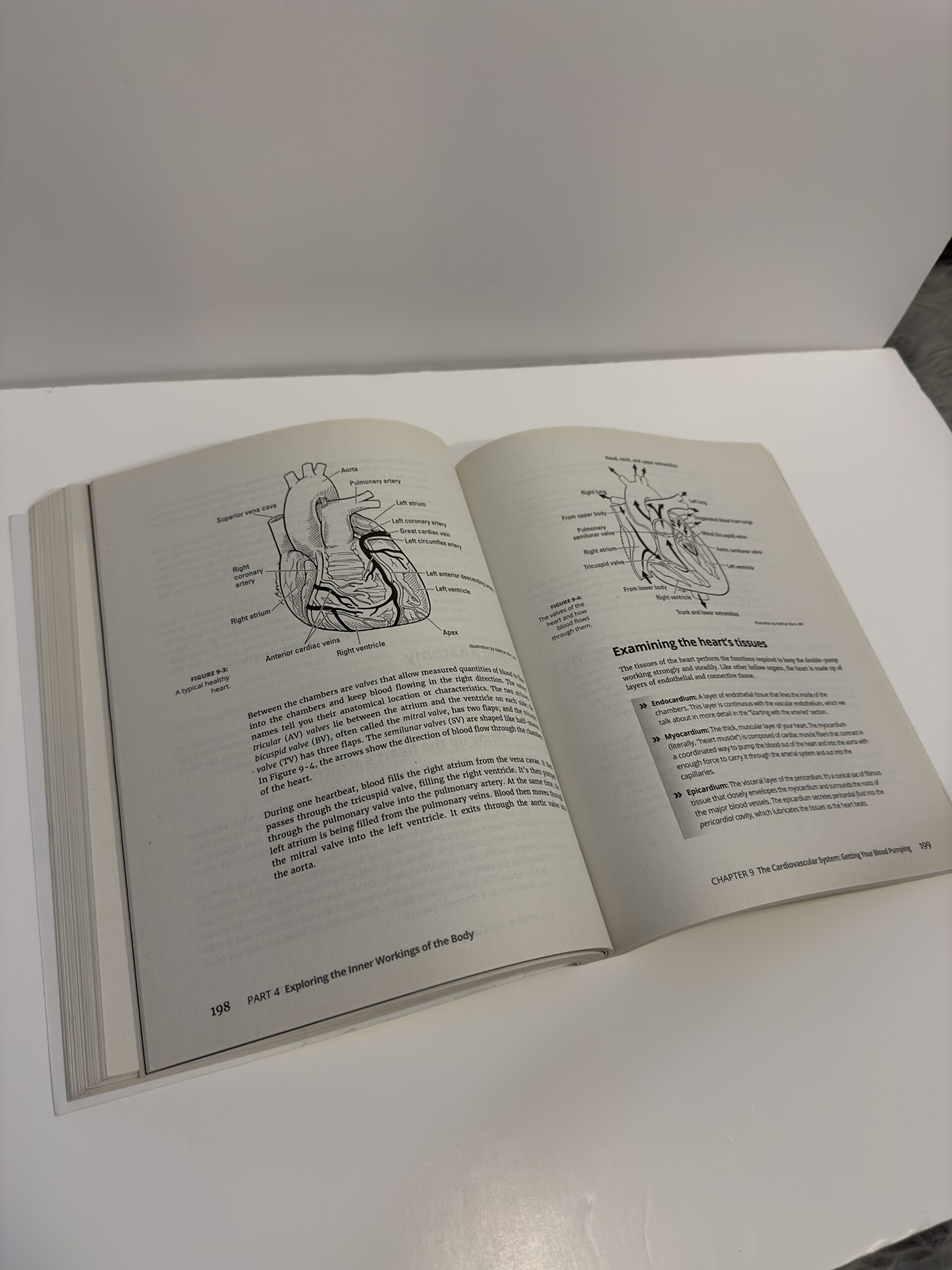 Anatomy & Physiology For Dummies (3rd Edition) - Image 4